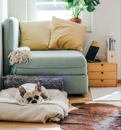 7 Tips for Creating a Stylish, Pet-Friendly Home